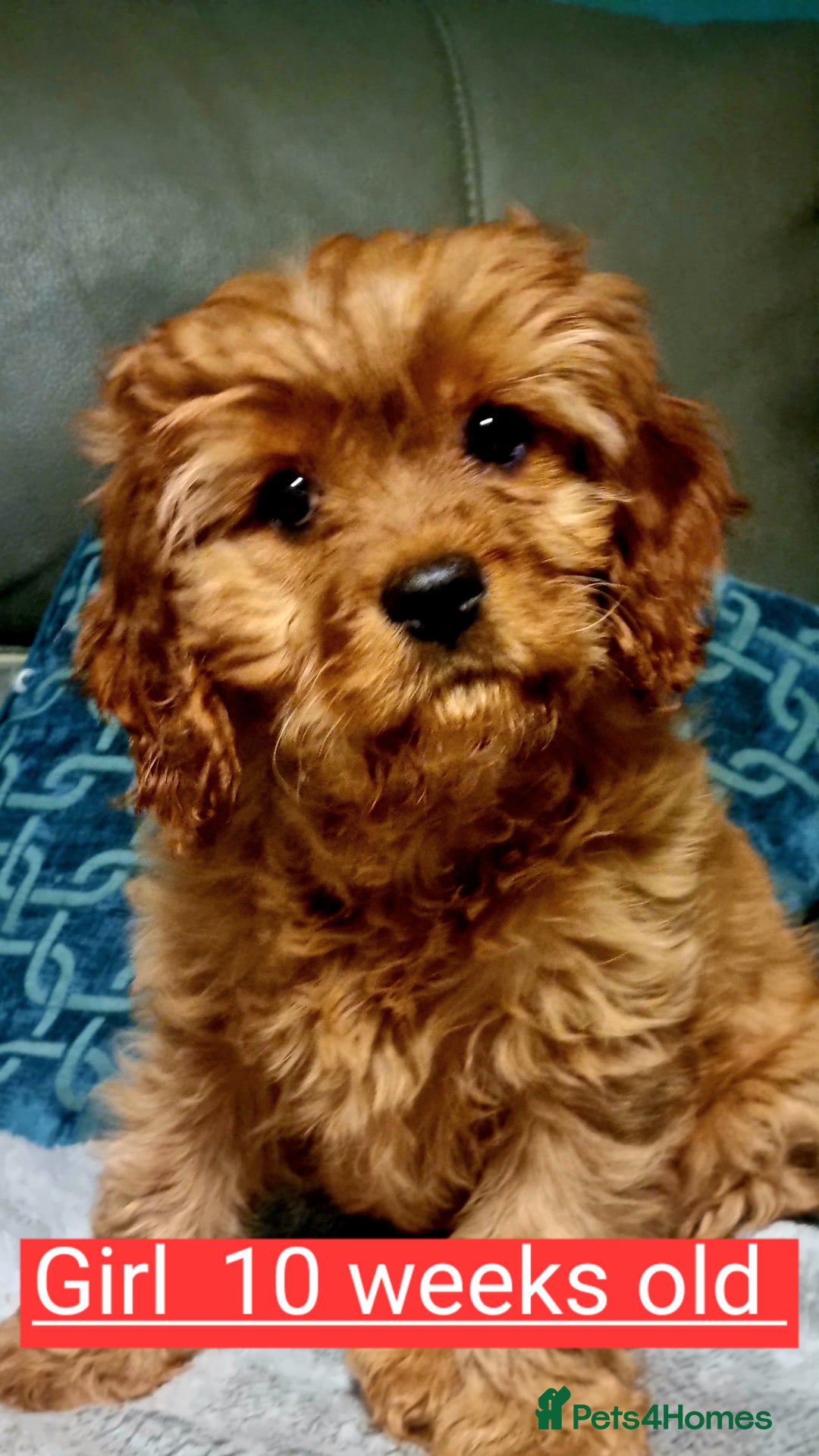 Cavapoo dogs for sale: DNA TESTED ❤️2 girl left ❤️fox red miniature  - Advert 4