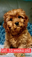 Cavapoo dogs beautiful fox red miniature cavapoo puppies - Advert 11