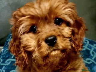 Cavapoo dogs DNA TESTED ❤️ 1 girl left ❤️fox red miniature - Advert 2