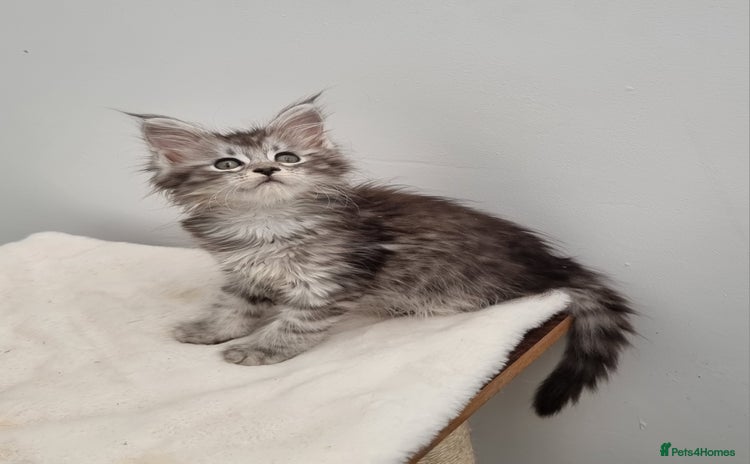 Maine Coon cats for sale - Advert 3