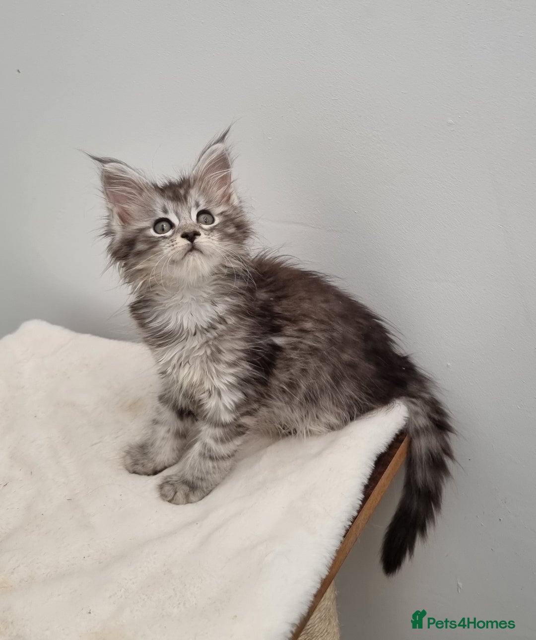 Maine Coon cats for sale: Pedigree Maine Coon Kittens for sale  - Image 1