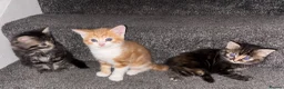 Mixed Breed cats for sale: Kittens in Enfield - Advert 2