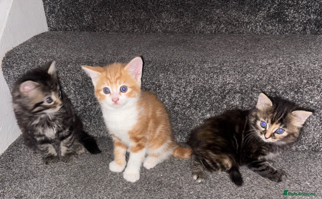 Mixed Breed cats for sale: Kittens in Enfield - Advert 2