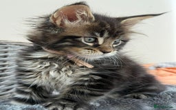 Maine Coon cats for sale: 2 Beautiful pedigree TICA reg Maine Coon kittens - Image 7