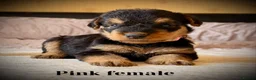 Airedale Terrier dogs for sale: ADORABLE KC REGISTERED AIREDALE PUPS - Advert 23