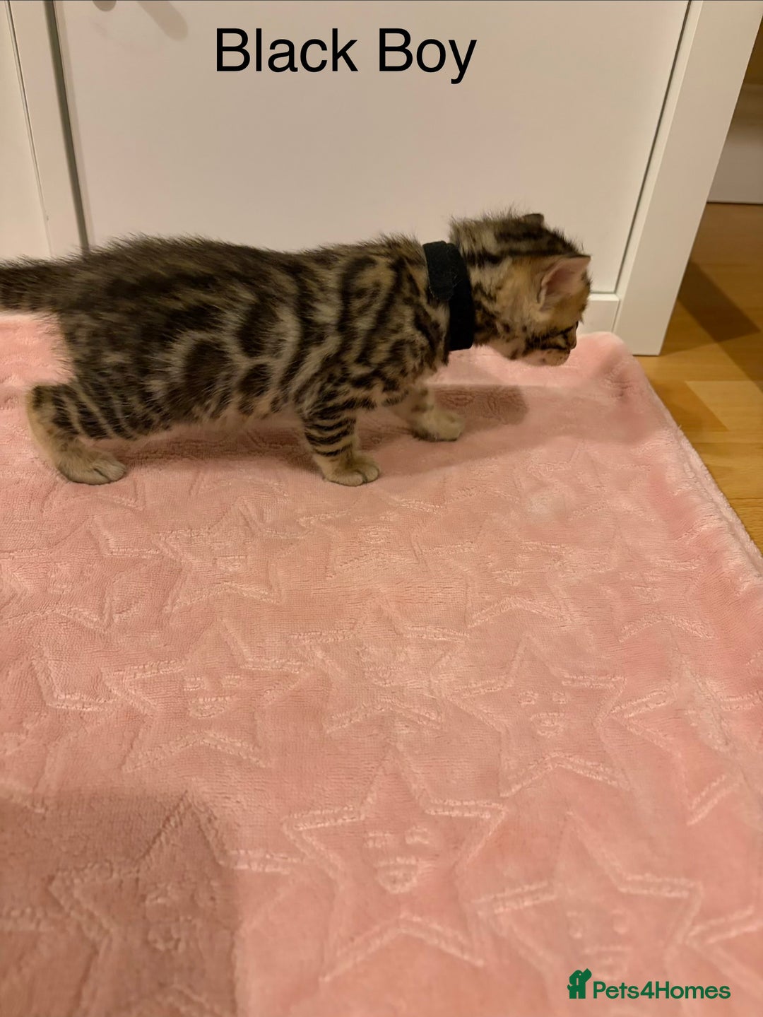 Bengal cats for sale: Pure Bengal Kittens Available  - Image 11