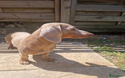 Miniature Dachshund dogs for stud: Miniature dachshund for stud!  in Nottingham - Image 10