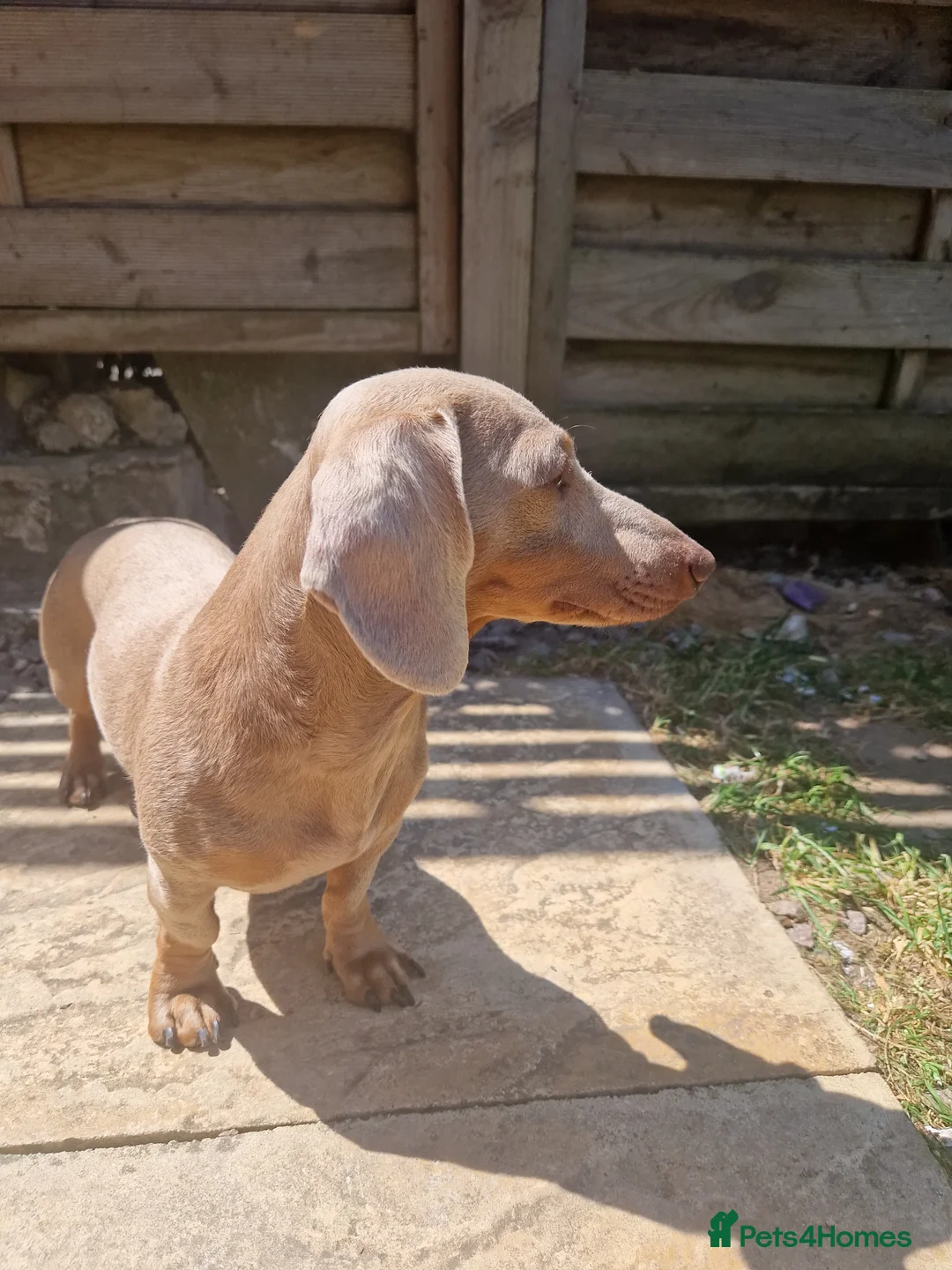 Miniature Dachshund dogs for stud: Miniature dachshund for stud!  in Nottingham - Advert 11
