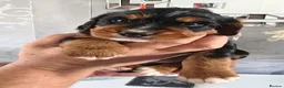 Cocker Spaniel dogs for sale: Pedigree Working cocker spaniel puppies for sale in Cheltenham - Advert 4