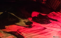 Borador dogs for sale: Black Collie X Labrador Ready to leave 26th Oct - Image 18