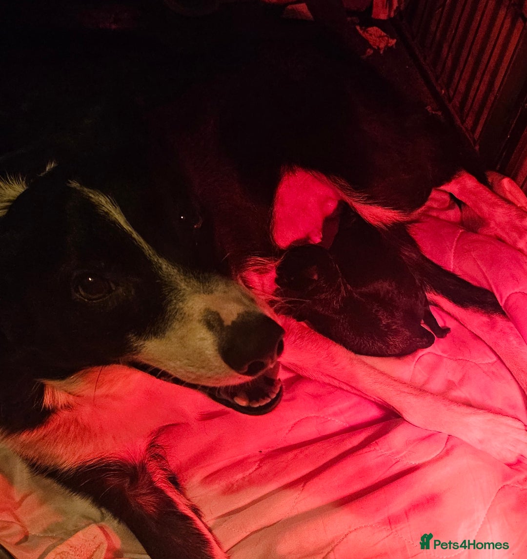 Borador dogs for sale: Black Collie X Labrador Ready to leave 26th Oct - Image 18