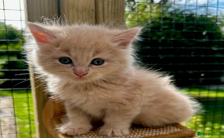 Ragcoon cats - Advert 8