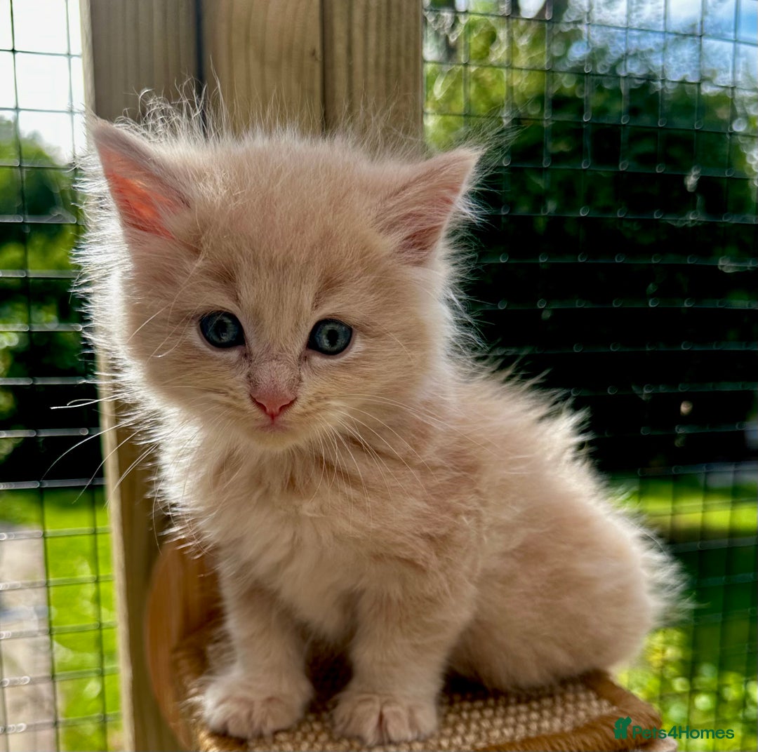Ragcoon cats for sale: Ragdol x Main Coon  - Image 4