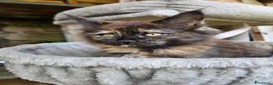 Maine Coon 4