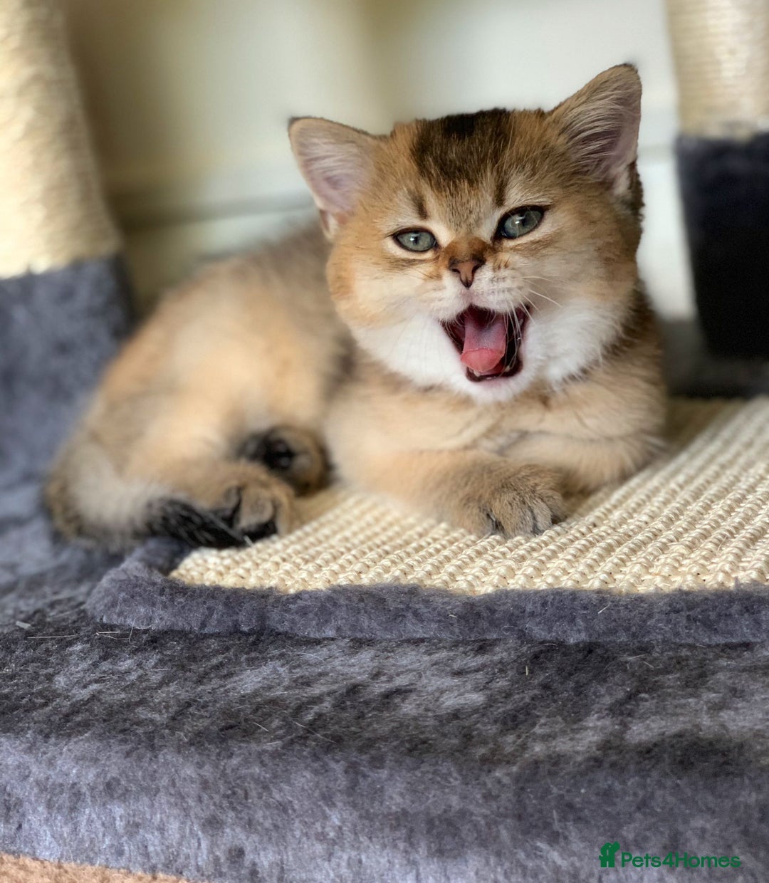 British Shorthair cats for sale: British Shorthair Kittens – Golden & Silver Shaded - Image 5