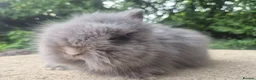 Angora rabbits for sale: ❤️STUNNING IMPORTED PARENTS- TEDDYDWERG BABIES❤️ - Advert 26