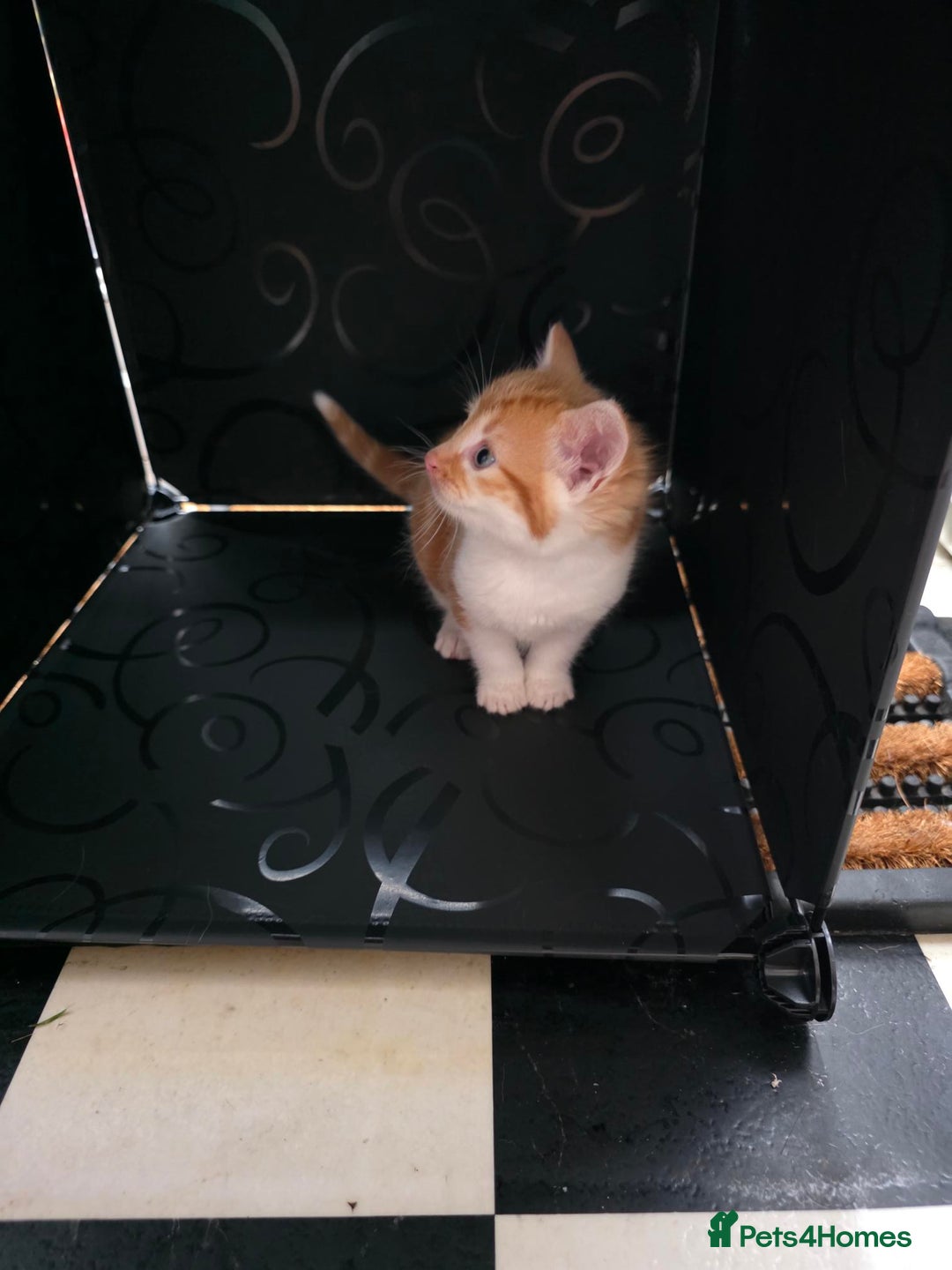 British Shorthair cats for sale: Rare ginger females. 1 male. British shorthair - Advert 26