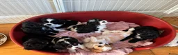 Cavapoo dogs for sale: Beautiful Cavapoo puppies ready for forever homes in Macclesfield - Advert 6