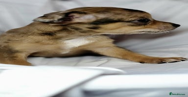 Chihuahua dogs - Advert 11