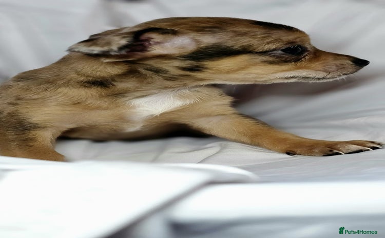 Chihuahua dogs - Advert 3