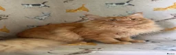Maine Coon cats for sale: Male mainecoon ginger cat - Advert 1