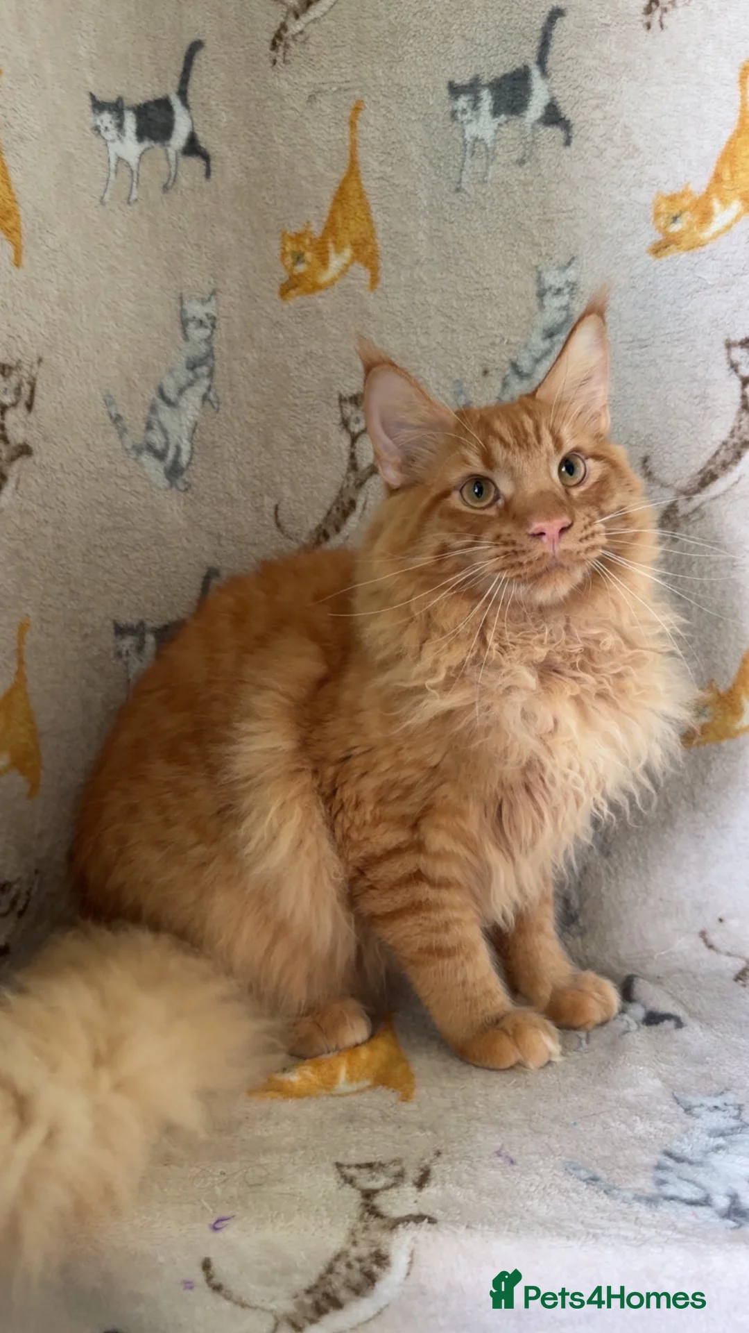 Maine Coon cats for sale: Male mainecoon ginger cat - Advert 1