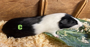 Guinea Pig rodents - Advert 3