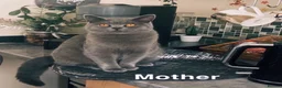British Shorthair cats for sale: last beautiful male British Shorthair kitten - Advert 7
