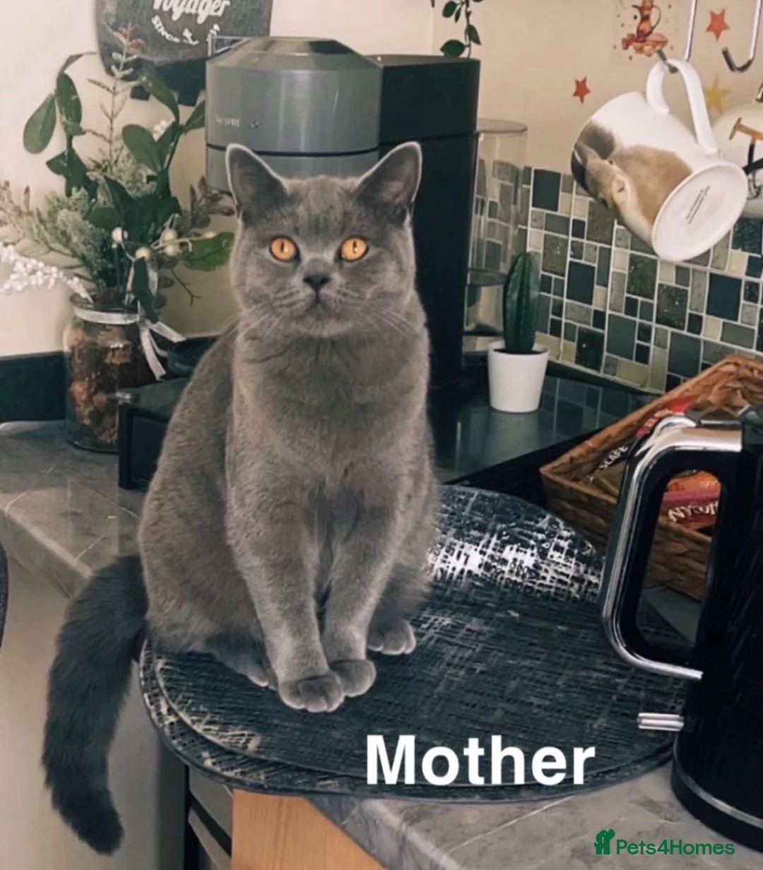 British Shorthair cats for sale: last beautiful male British Shorthair kitten - Advert 7
