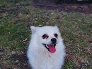 Pomeranian dogs good personality Pomeranian boy - Advert 1