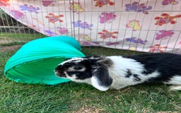 Mini Lop rabbits for sale: Male mini lop  - Image 2