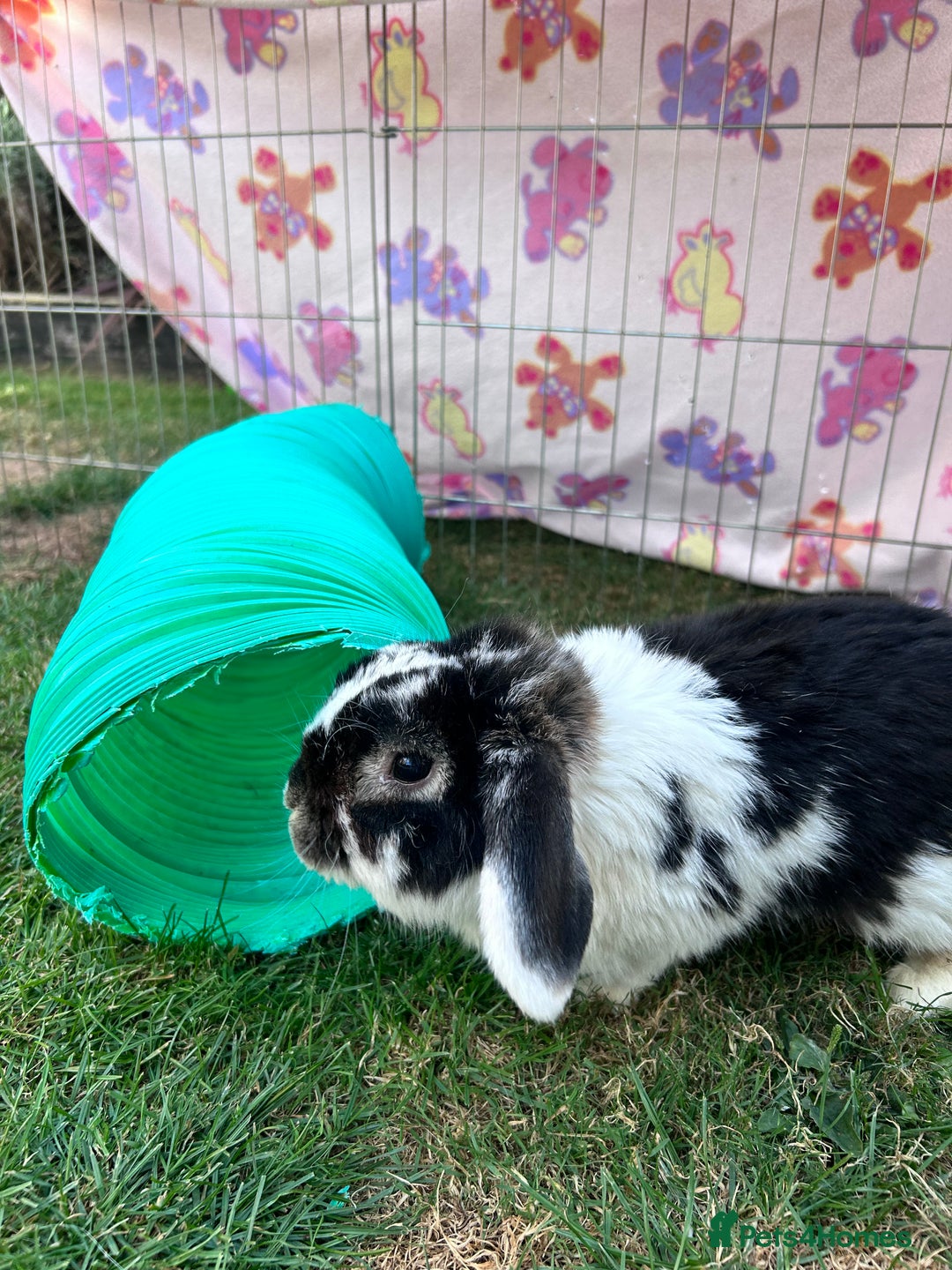 Mini Lop rabbits for sale: Male mini lop  - Image 2
