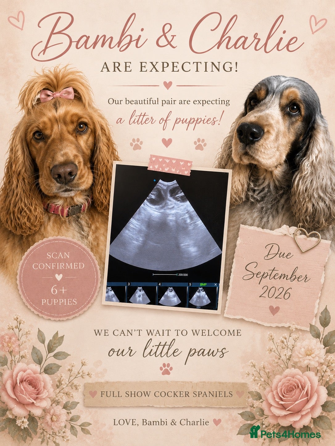 Cocker Spaniel dogs Rizi bizi sired Show cocker spaniel puppies  - Advert 1