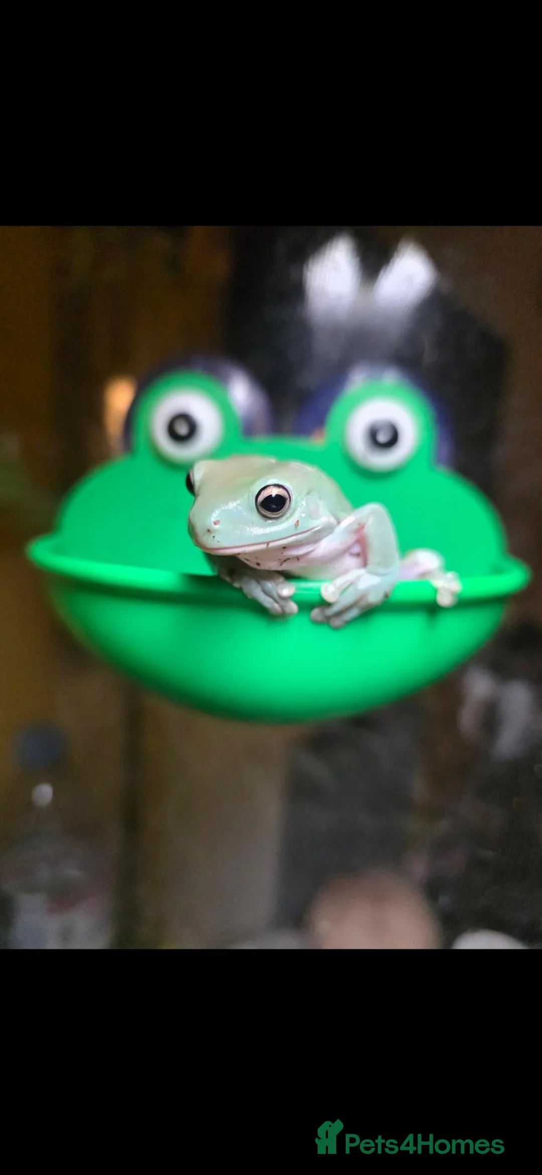 Frog reptiles for sale: White's tree frogs in Birkenhead - Advert 6