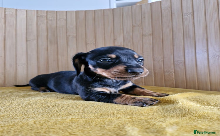 Miniature Dachshund dogs - Advert 11