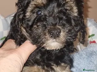 Toy Poodle dogs TOY POODLE X's LAST ONE Fully Vaxed n Microchiped - Advert 4