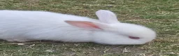 Mixed Breed rabbits for sale: 🐰 Gorgeous Baby Rabbits ready 10th September 🐰 in Wigan - Advert 5