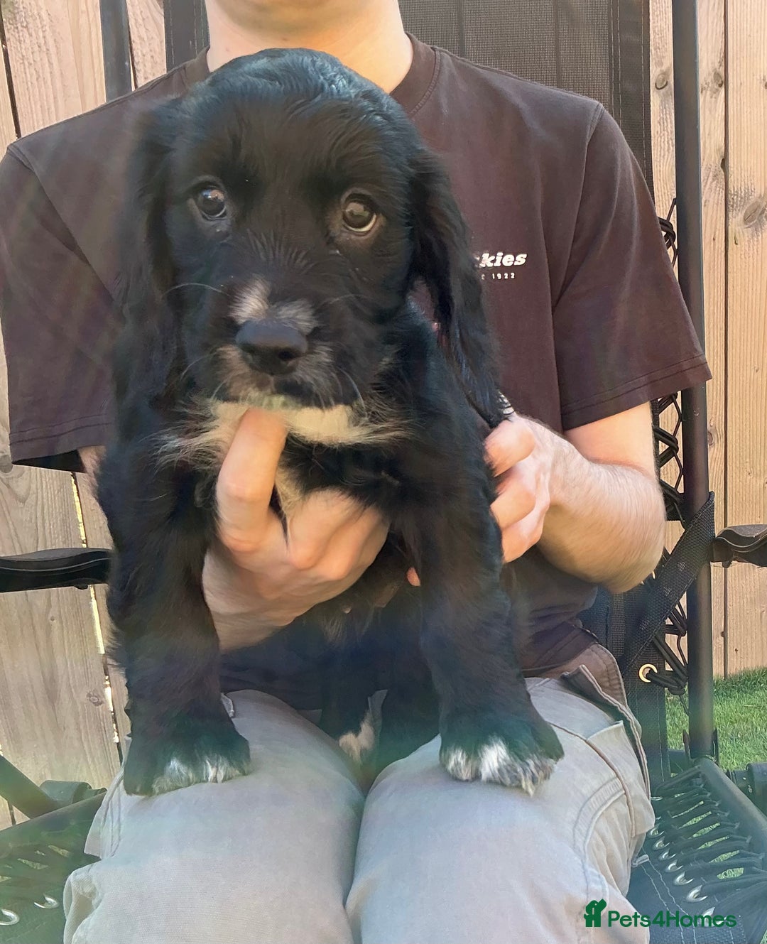 Sprocker dogs for sale:  Sprocker spaniel puppies - Ready Soon ! - Image 12