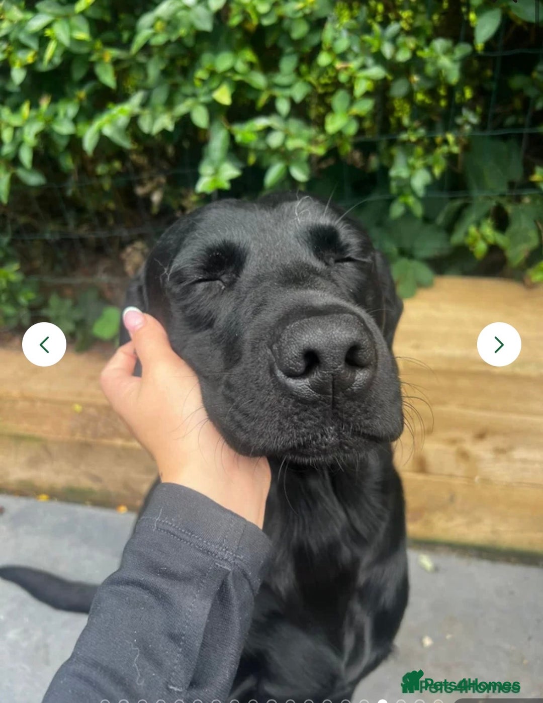 Labrador Retriever dogs for sale: Velvet black old English Labrador puppies  - Advert 17