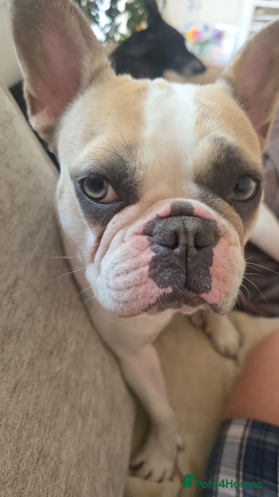 French Bulldog dogs for sale: Beautiful French Bulldog  - Advert 2