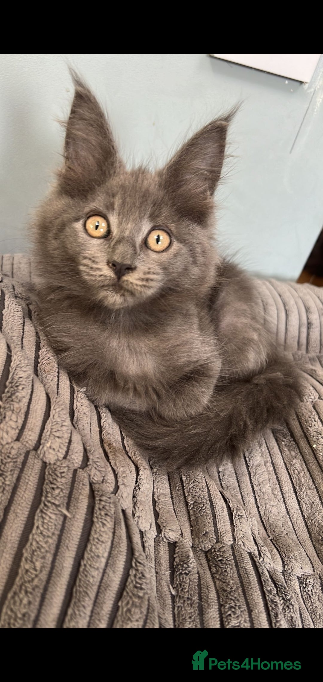 Maine Coon cats for sale: GCCF Registered Maine Coon Kittens Ready to go - Advert 2