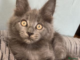 Maine Coon cats GCCF Registered Maine Coon Kittens Ready to go - Advert 16