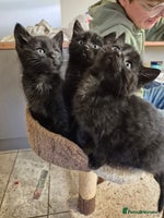 Mixed Breed cats - Advert 6