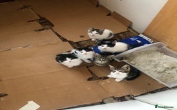 Mixed Breed cats for sale: 6 beautiful kittens  - Image 1