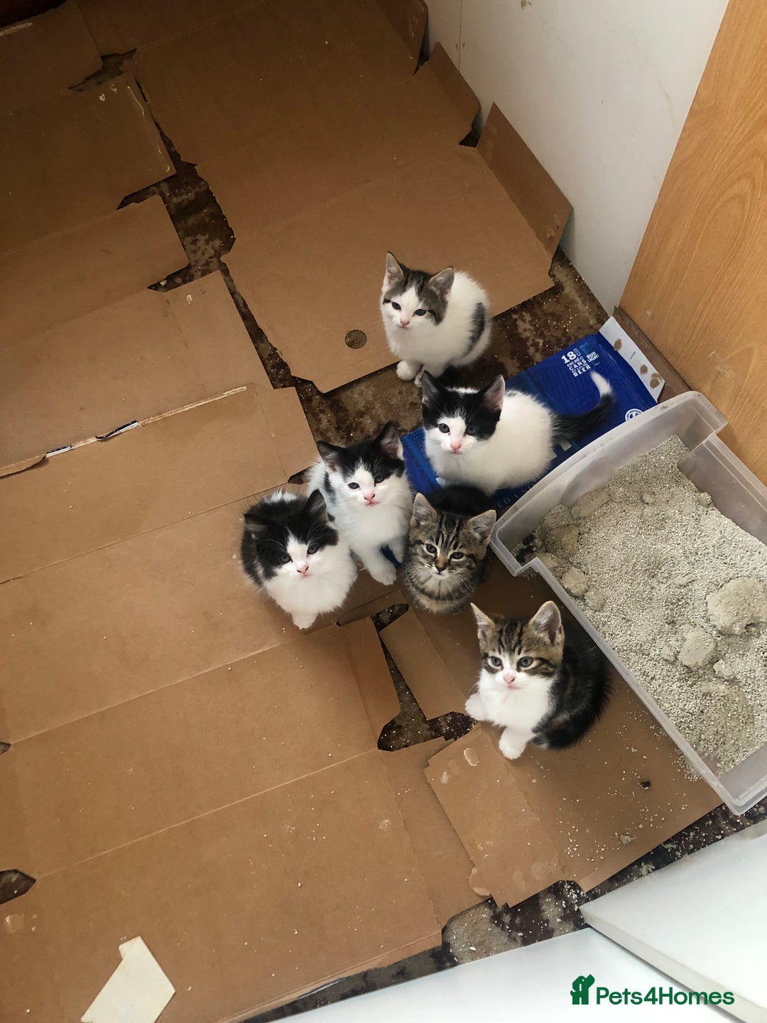 Mixed Breed cats for sale: 6 beautiful kittens  - Image 1