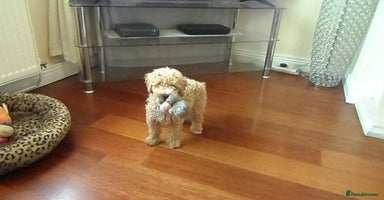 Cavapoo dogs - Advert 8