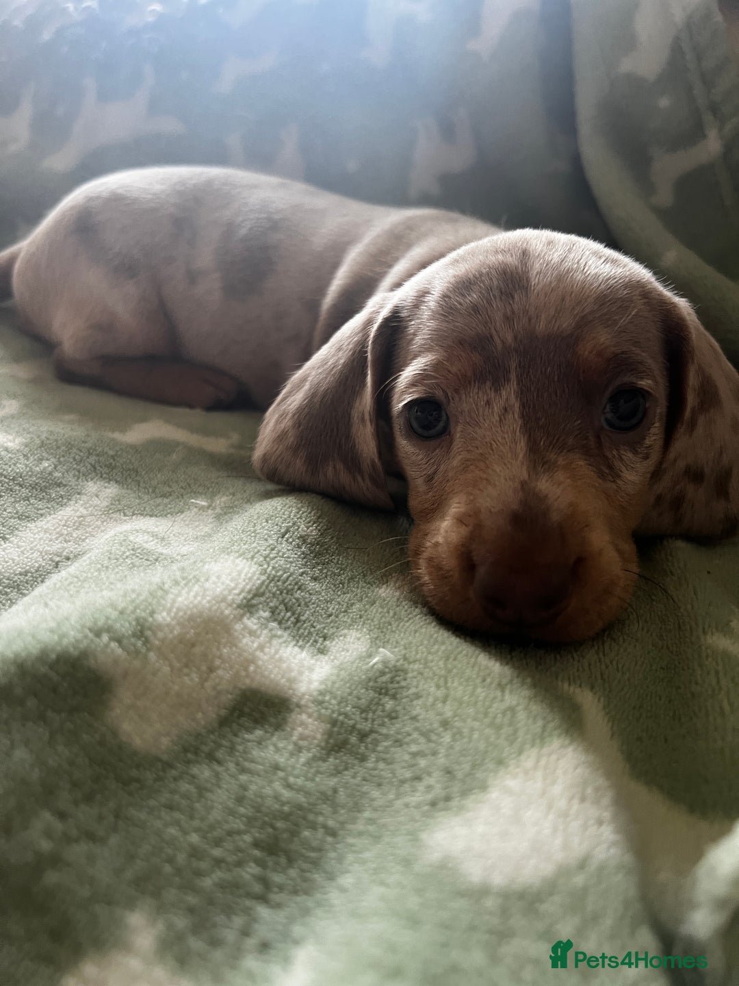 Dachshund dogs for sale: 6 beautiful dachshund puppies for sale - Image 2
