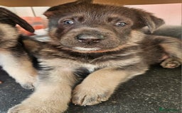 German Shepherd dogs for sale: German Shepard Puppies (Rare Colours) - Image 3