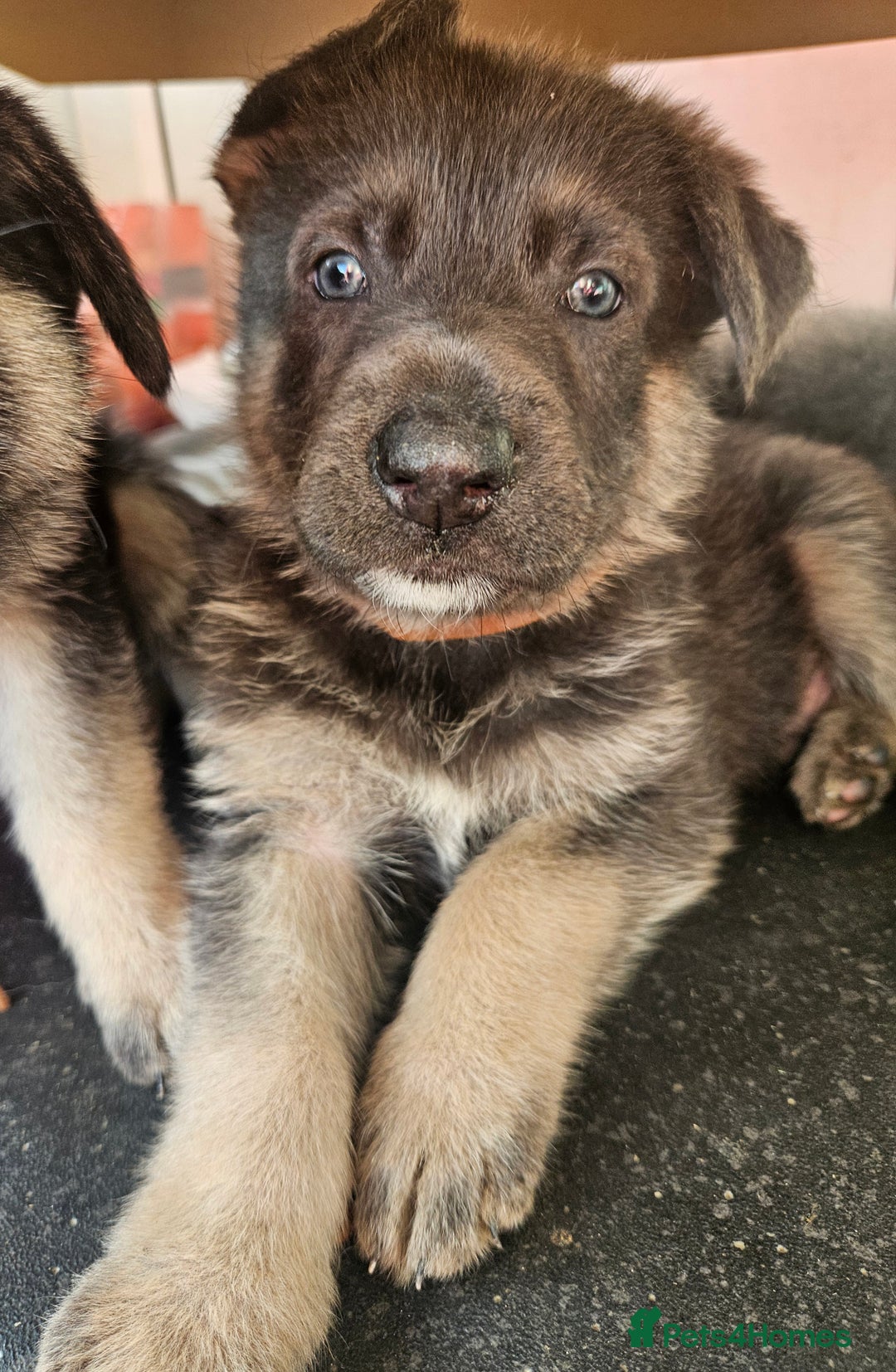 German Shepherd dogs for sale: German Shepard Puppies (Rare Colours) - Image 3