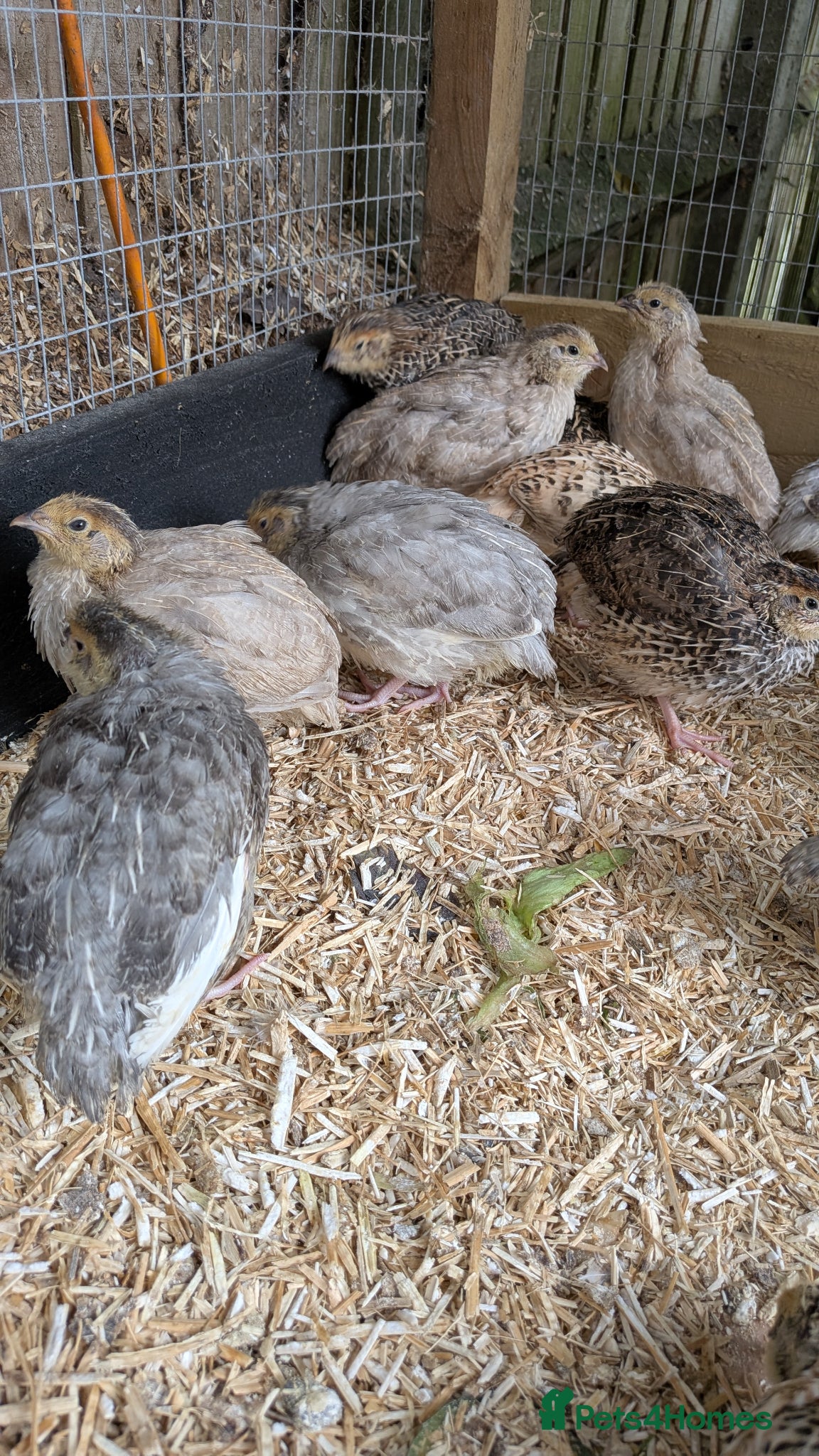 Quail poultry Coturnix Quail Unsexed Young Birds Many  Colours - Advert 2